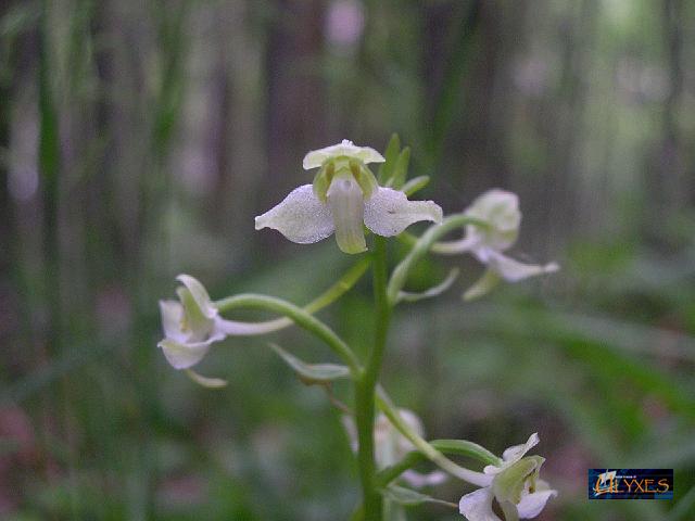 Platanthera chlorantha .JPG